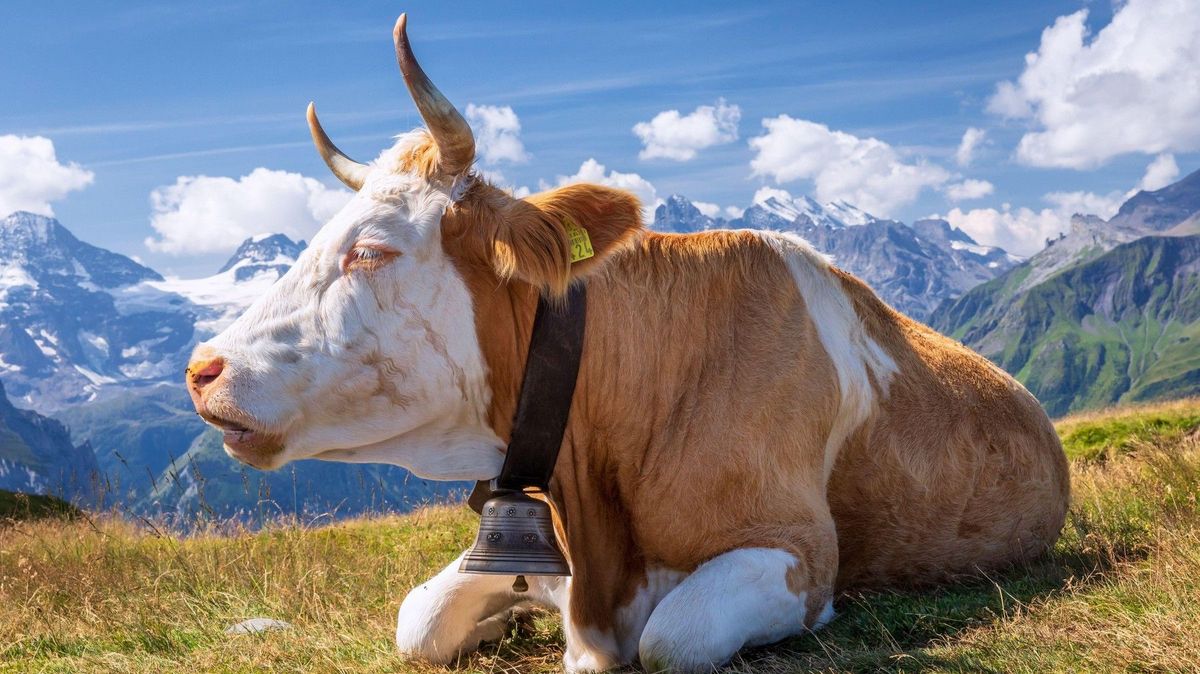 Zvonění kravských zvonců rozhádalo švýcarskou vesnici